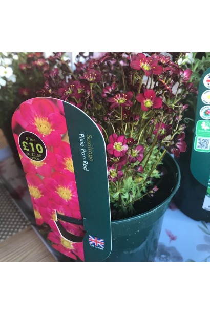 Ломикамінь Піксі Пан Ред в контейнері 3л 